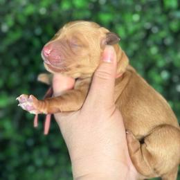 Cleo - Dark golden female Golden Retriever puppy in Payette, Idaho from Stonewick Retrievers