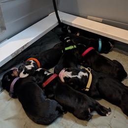 Greater Swiss Mountain Dog puppies from Stonebridge Swissies