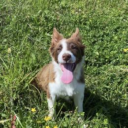 Border Collie and Miniature Australian Shepherd Puppies from RossVegas Kennels