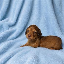 Weston - Red male Dachshund puppy in Richmond, Virginia from Paw Prints