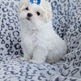 Maltese Puppies from Bratpackbabydolls