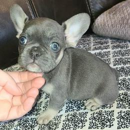 Claira - Blue female French Bulldog puppy in Graham, Washington from Kristy's French Bulldogs & Mini Schnauzers