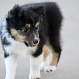 Brooklyn - Black tri female Toy Australian Shepherd puppy in Wichita Falls, Texas from Shooting Stars Ranch Toy and Mini Aussies