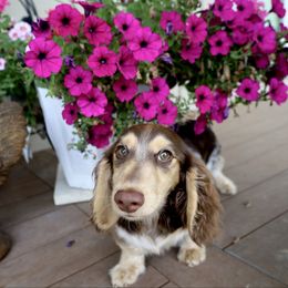 Otto chocolate delight - Chocolate and cream male Dachshund puppy in Kingston, Michigan from Teenie Little Hearts
