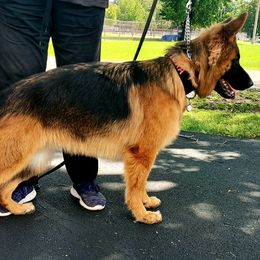 German Shepherds from Amy Spencer's German Shepherds