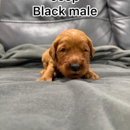 Black - Golden male Golden Retriever puppy in Salt Lake City, Utah from Soaring golden retrievers