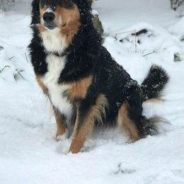 English Shepherds from Cooper’s Barn
