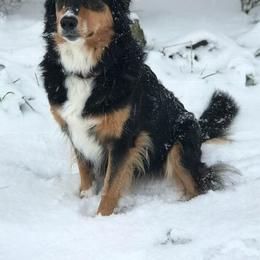 English Shepherds from Cooper’s Barn