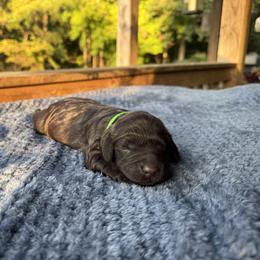 Green Collar - Chocolate male Boykin Spaniel puppy in Comer, Georgia from Weavers Kennels