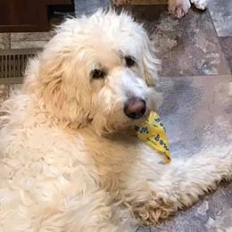 Dachshunds and Poodles from Smokey Mtn. Safe Haven Country Club Kennels