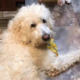 Dachshunds and Poodles from Smokey Mtn. Safe Haven Country Club Kennels