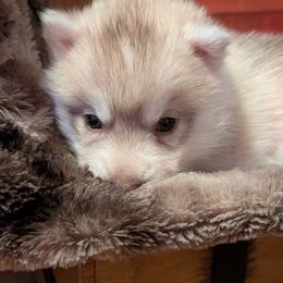 Rannala - Red and white female Siberian Husky puppy in Caribou, Maine from Northlane Siberians