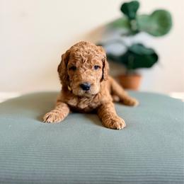 Meadow (yellow) - Apricot female Goldendoodle puppy in Hutto, Texas from Crystal's Goldendoodles