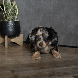 Marsh - Dapple female Dachshund puppy in Stilwell, Oklahoma from Mountain Top Dachshunds