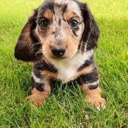 Pudge - Dapple male Dachshund puppy in Richfield, Utah from R&S Farms