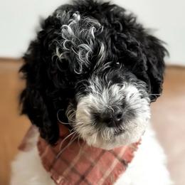 Double Doodles and Goldendoodles from Buffalo Creek Doodles
