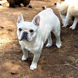 Cinderellie - French Bulldog