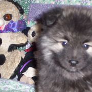 Keeshond Puppies from Keeshond Country Paradise