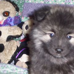 Keeshond Puppies from Keeshond Country Paradise