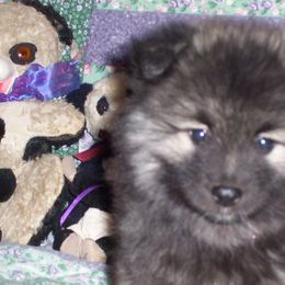 Keeshond Puppies from Keeshond Country Paradise