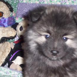 Keeshond Puppies from Keeshond Country Paradise
