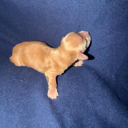Male 1 - Cream male Dachshund puppy in New Braunfels, Texas from Wurst Doxies
