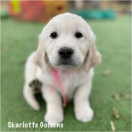 Phoebe (pink) - Golden Retriever puppy from Skarlotte Goldens