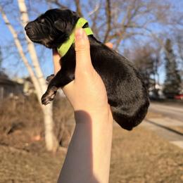 Sleepy - Bi-color male German Shepherd puppy in Perrysburg, Ohio from Fancy GSDs