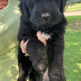 Black boy - Black male Newfoundland puppy in Buhl, Idaho from Blue Heart Kennel