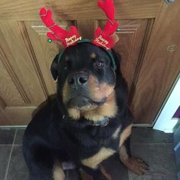 Rottweiler All Grown Up from Medieval Rottweilers
