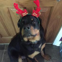 Rottweiler All Grown Up from Medieval Rottweilers