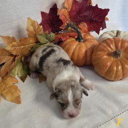 Girl 1 - Red merle female Australian Shepherd puppy in Lakeland, Florida from Diamond P Australian Shepherds
