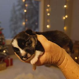 Buck - Black and tan male Pembroke Welsh Corgi puppy in Aleppo, Pennsylvania from Donna's Corgis