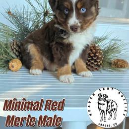 Nacho - Red merle male Miniature Australian Shepherd puppy in Jaroso, Colorado from Heaven Sent Aussies