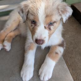 Girl 3 - Red merle female Australian Shepherd puppy in Cherry Grove, Oregon from TLC Dream and Pureland Australian Shepherds