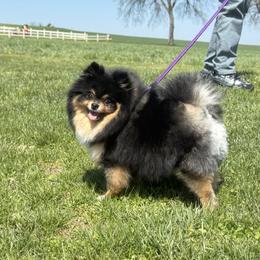 Clover - Pomeranian
