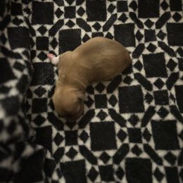 Chihuahua Puppies from Watts Hotmess Chihuahuas