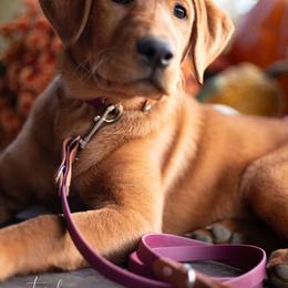Labrador Retriever Puppies from UC Labradors