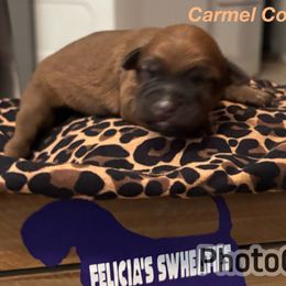 Carmel corn - Wheaten female Soft Coated Wheaten Terrier puppy in Gladewater, Texas from Felicias Swheaties