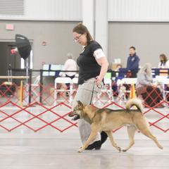 Kishu Ken All Grown Up from Ourou Sou