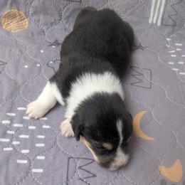 Girl 2 - Black and tan female Pembroke Welsh Corgi puppy in Edinburgh, Indiana from J Bar M Corgis