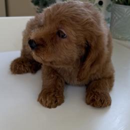 Riley - Red  female Goldendoodle puppy in Headland, Alabama from Amber Moon Goldendoodles