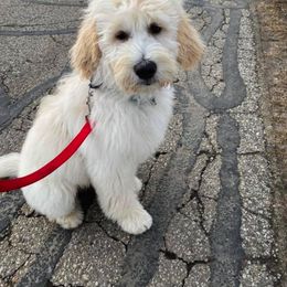 Goldendoodle All Grown Up from Heart of Michigan Goldendoodles