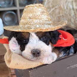 Bernedoodle Puppies from M2 Bernedoodles