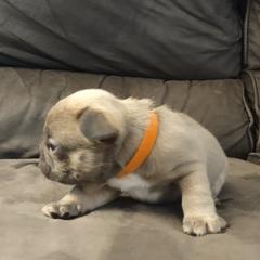 French Bulldog Puppies from Tamra Newswanger