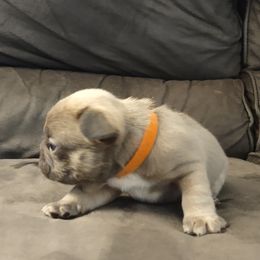 French Bulldog Puppies from Tamra Newswanger