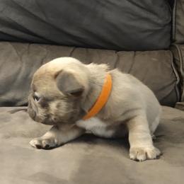 French Bulldog Puppies from Tamra Newswanger