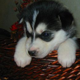 Siberian Husky Puppies from Siberian Songs