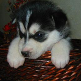 Siberian Husky Puppies from Siberian Songs