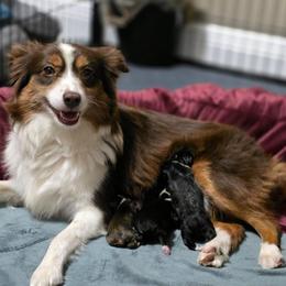 Girl 1 - Black tri female Miniature Australian Shepherd puppy in Riverview, Florida from Kelly Pompeo